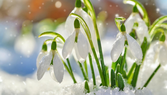 snödroppar som sticker upp ur snön